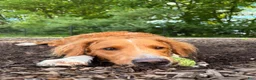 Goldendoodle dogs for sale: Goldendoodle Brittany Mix 1 - Ad 3
