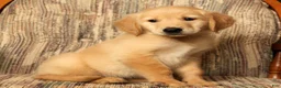 Golden Retriever dogs for sale: Rusty - Ad 6