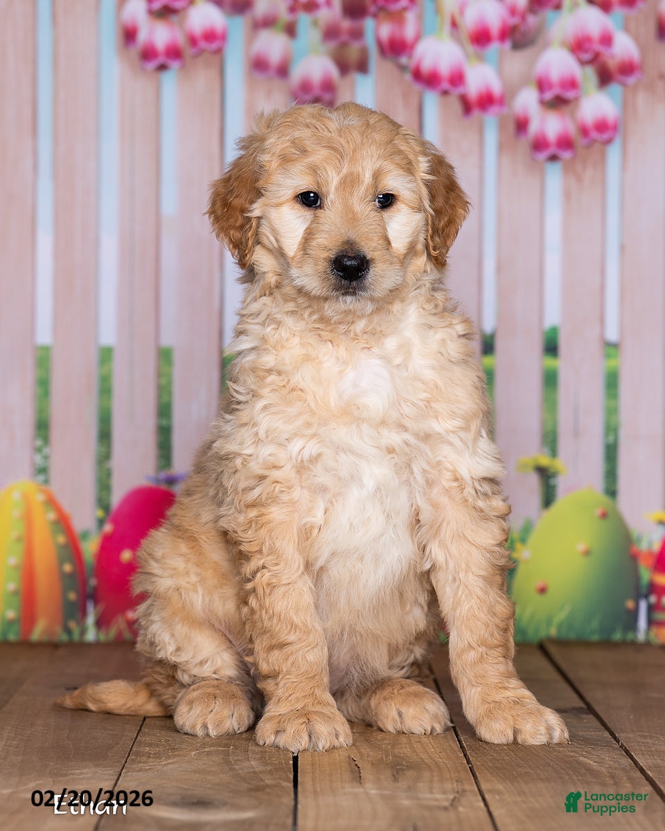Goldendoodle dogs Ethan - Ad 2