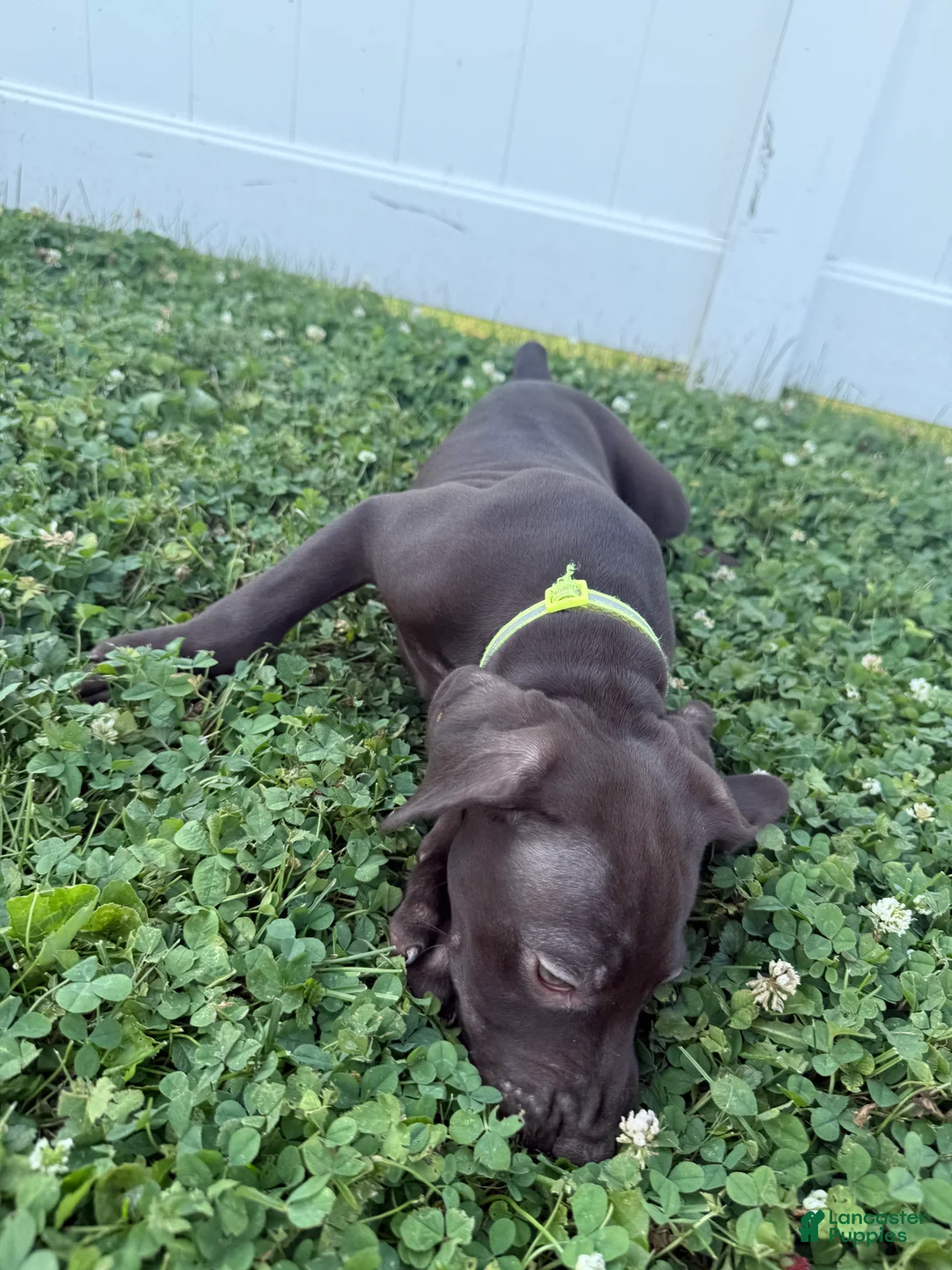 German Shorthaired Pointer dogs for sale: River  - Ad 2