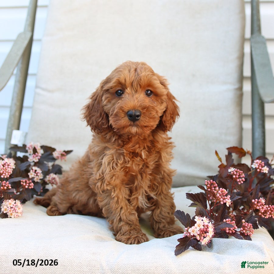 Cockapoo dogs Jason - Ad 1