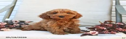 Cockapoo dogs for sale: Jason - Ad 6
