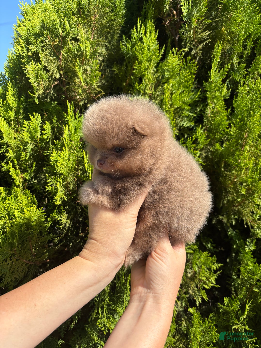 Pomeranian dogs for sale: Lavender  - Ad 2