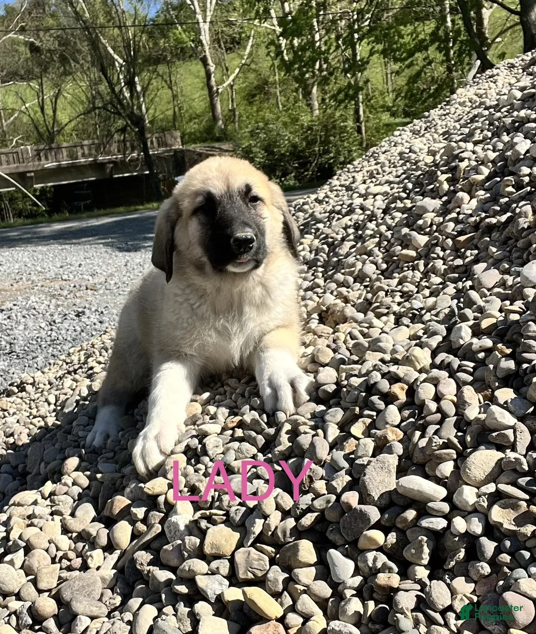 Great Pyrenees dogs for sale: Great Pyrenees Puppy 5 Lady - Ad 2