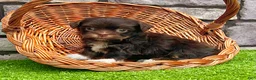 Havanese dogs for sale: Calvin - Ad 4
