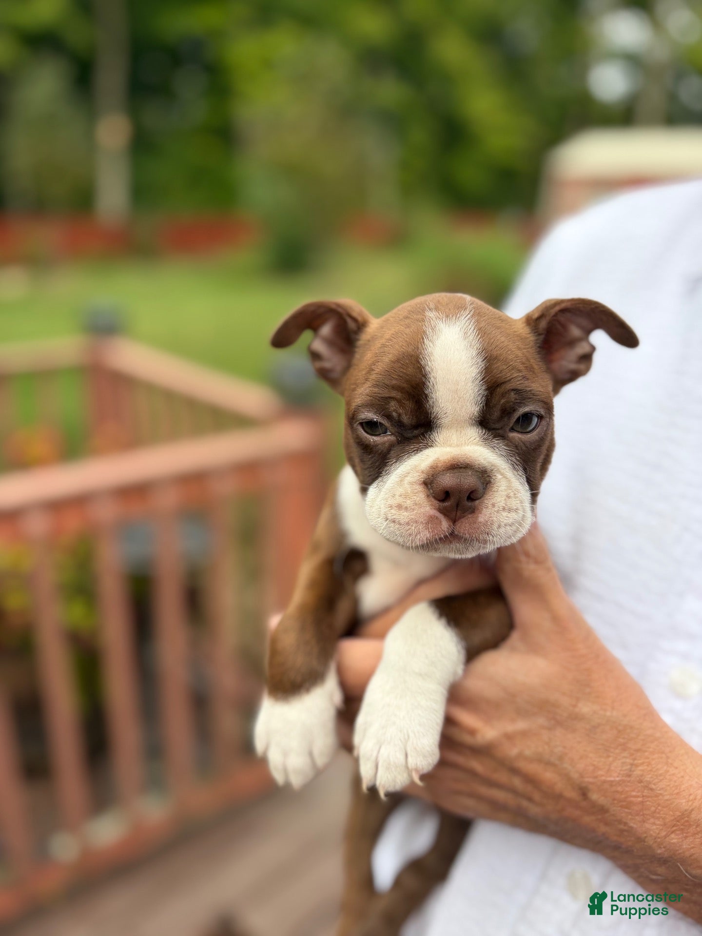Boston Terrier dogs for sale: Loretta - Ad 29