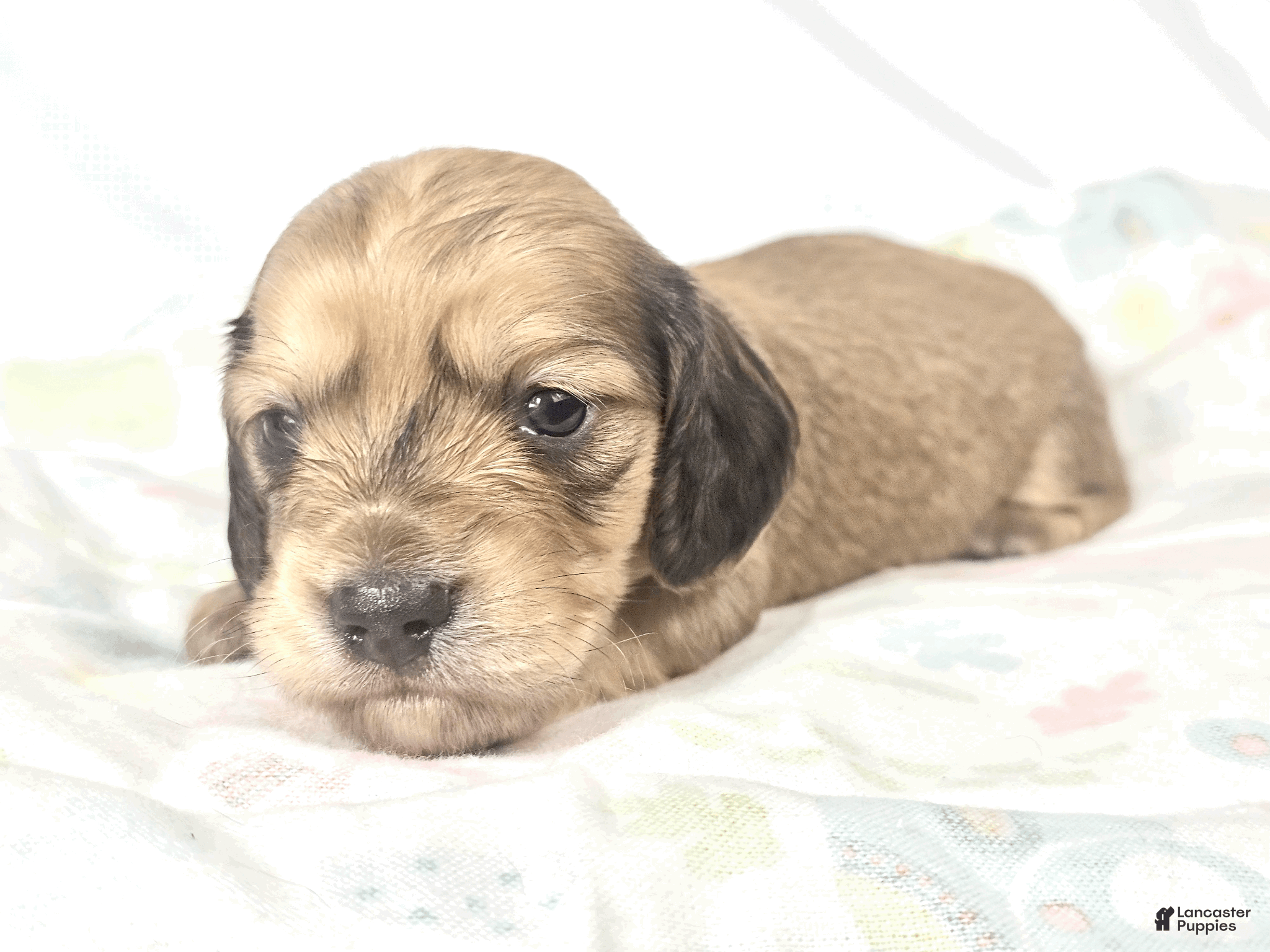 Miniature Dachshund dogs Pickles - Ad 1