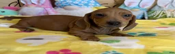Dachshund dogs for sale: Melba - Ad 3