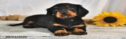 Miniature Dachshund dogs for sale: Espresso - Ad 4