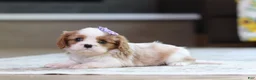 Cavalier King Charles Spaniel dogs for sale: Sammy - Ad 4