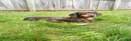 Miniature Dachshund dogs for sale: Hans - Ad 8