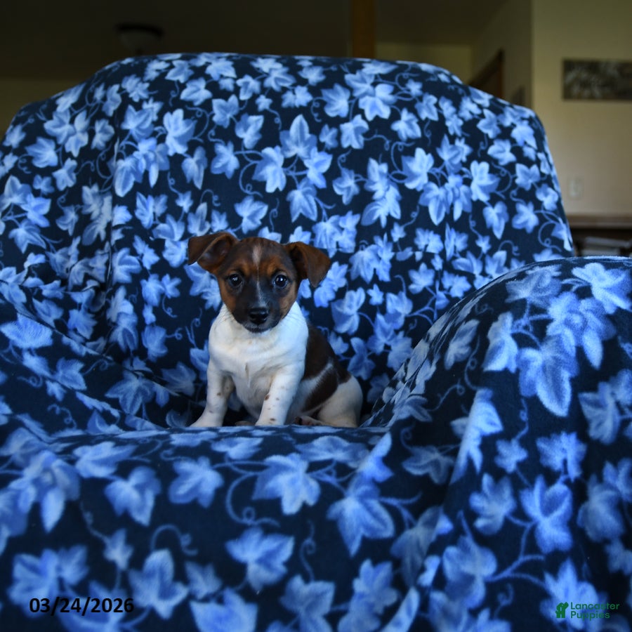 Jack Russell Terrier dogs Ashley - Ad 1