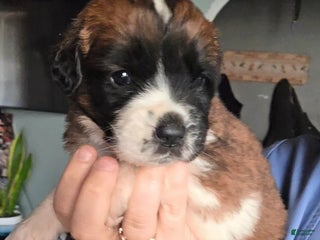 Saint Bernard dogs - Ad 23