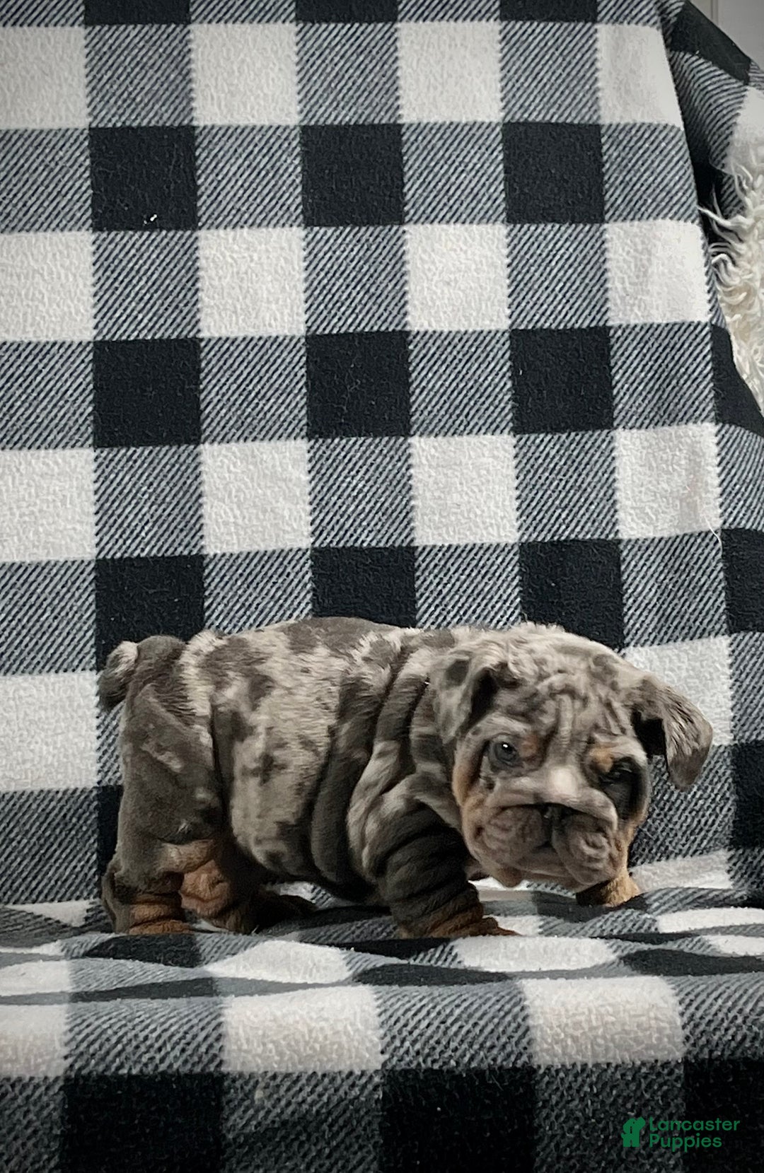 English Bulldog dogs for sale: Tatum - Ad 2