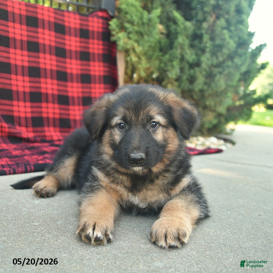 Mixed Breed dogs Ryder  - Ad 2
