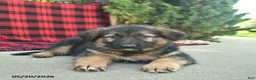Mixed Breed dogs for sale: Ryder  - Ad 2