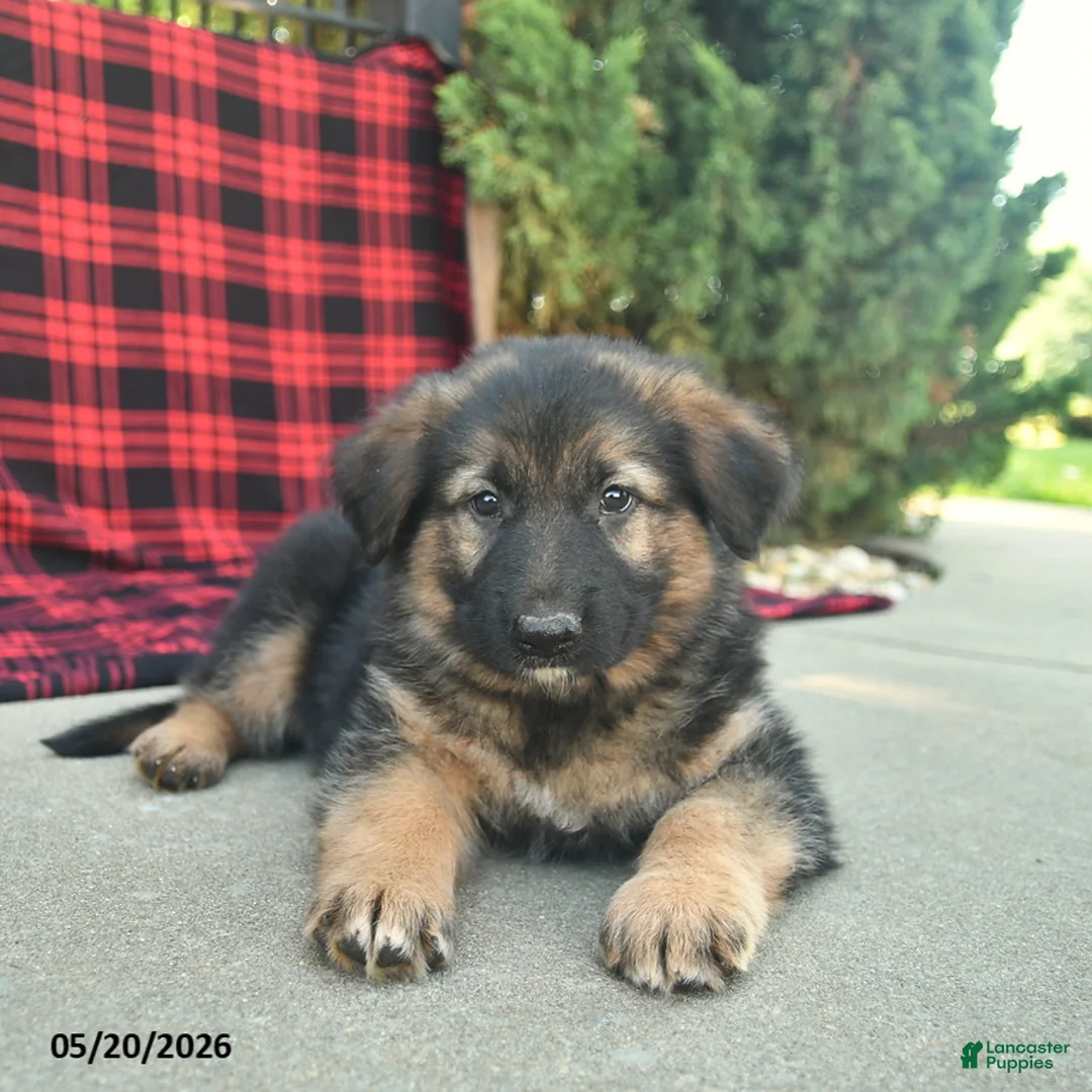 Mixed Breed dogs for sale: Ryder  - Ad 2