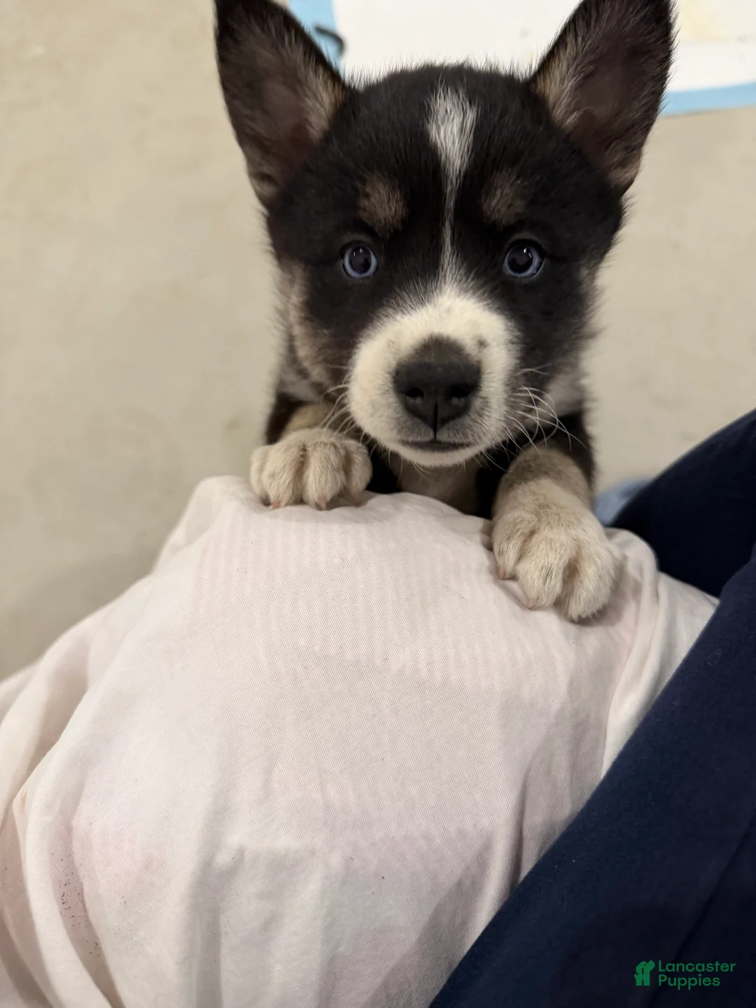 Pomsky dogs for sale: Blue - Ad 1