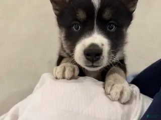 Pomsky dogs Blue - Ad 9