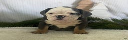 English Bulldog dogs for sale: Lindsay - Ad 3
