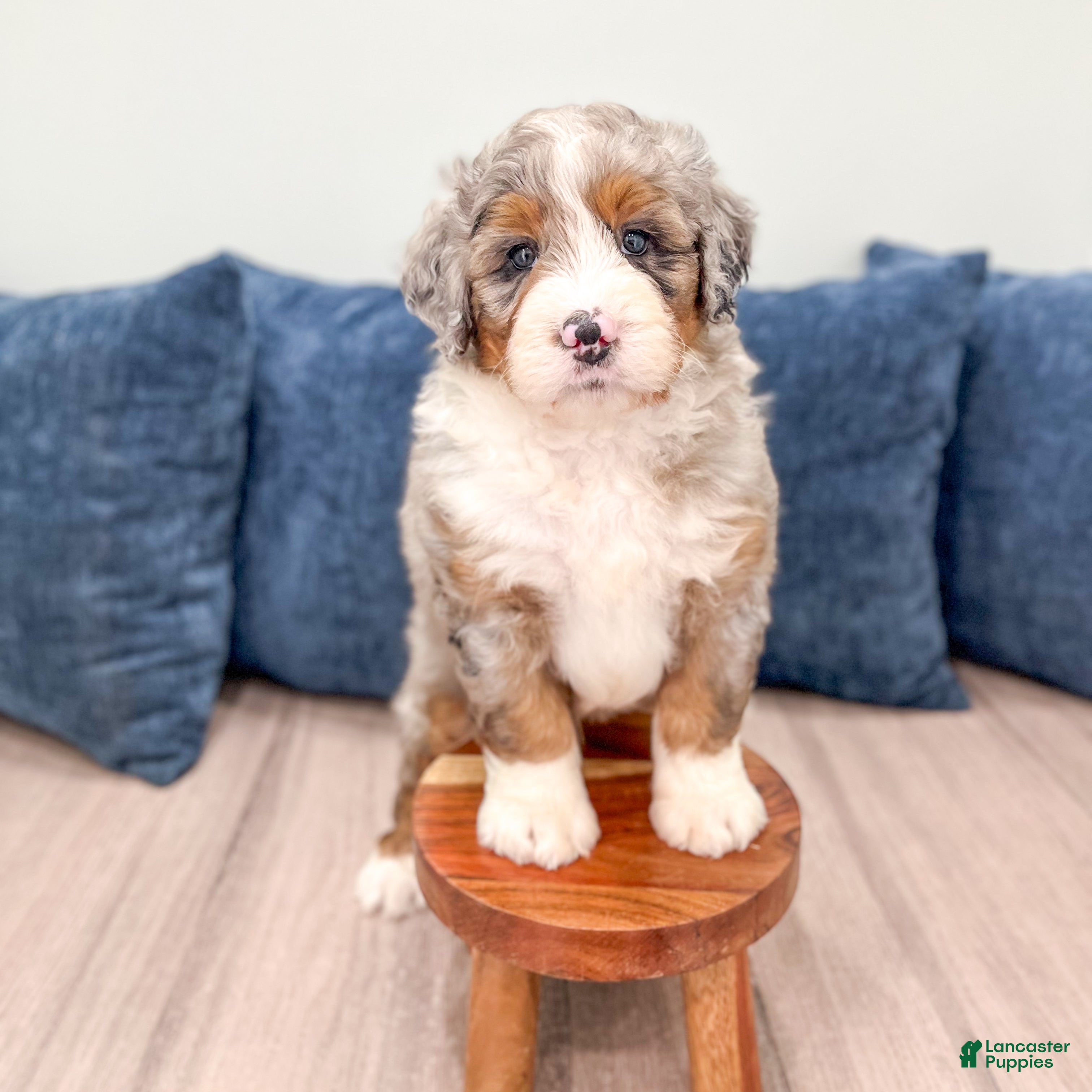 Mini Bernedoodle dogs for sale: Benji - Ad 3