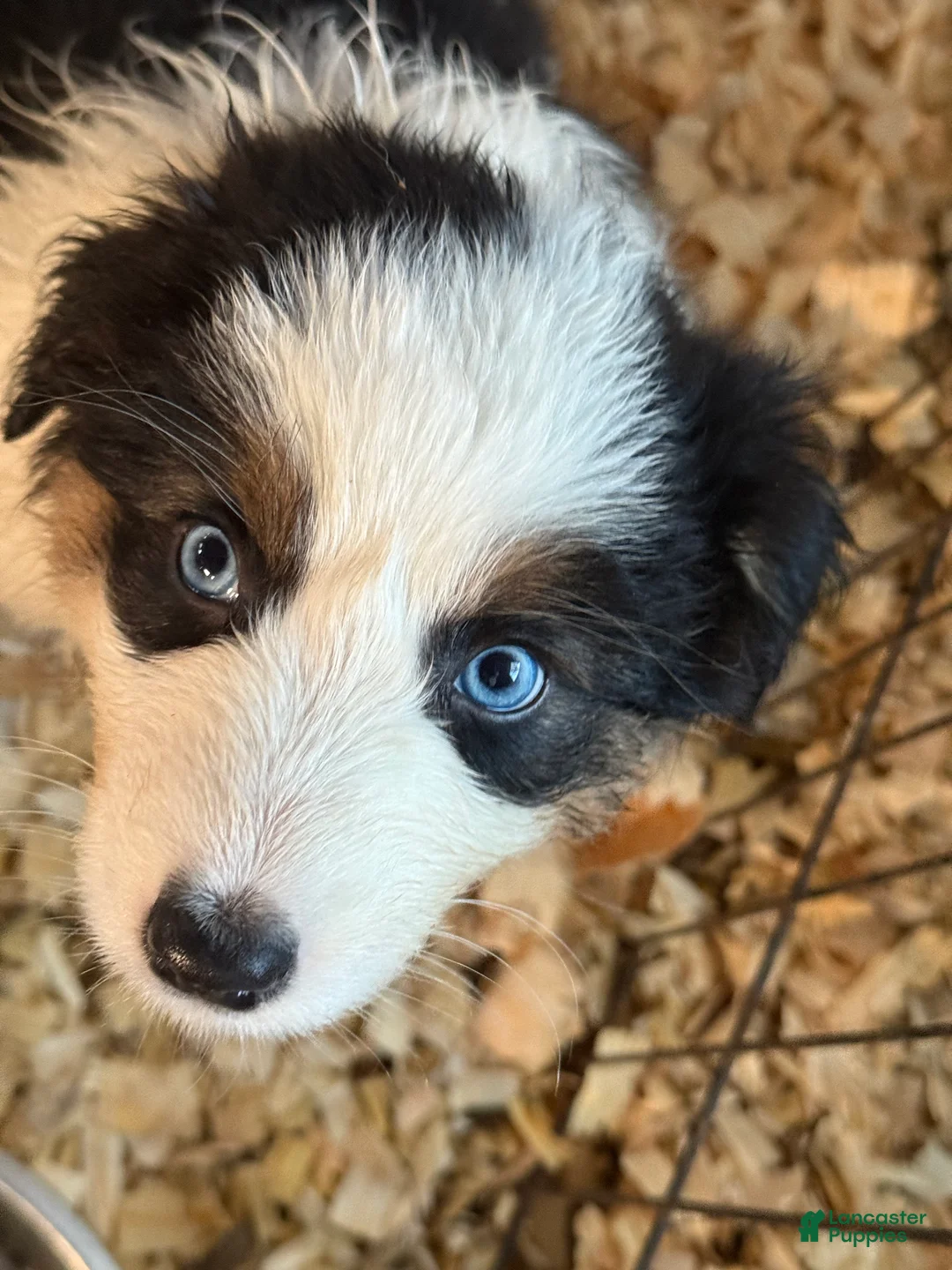 Australian Shepherd dogs for sale: Australian Shepherd Puppy 5 - Ad 7