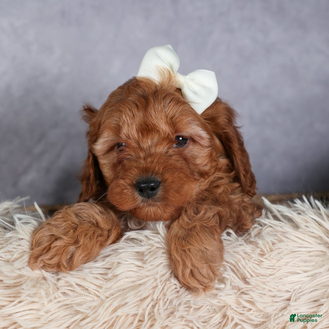 Cavapoo dogs for sale: OREO - Ad 12