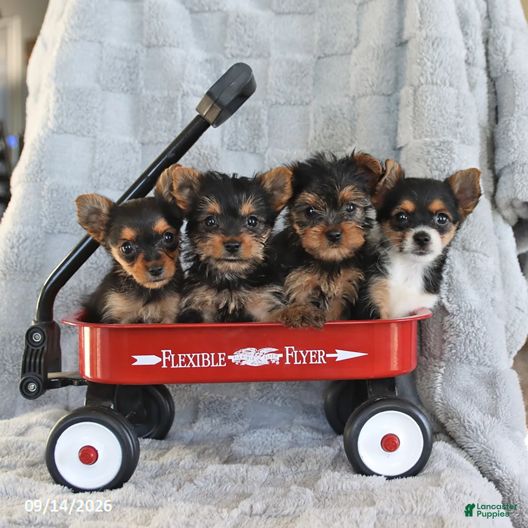 Yorkshire Terrier dogs for sale: Cookie Teacup - Ad 2