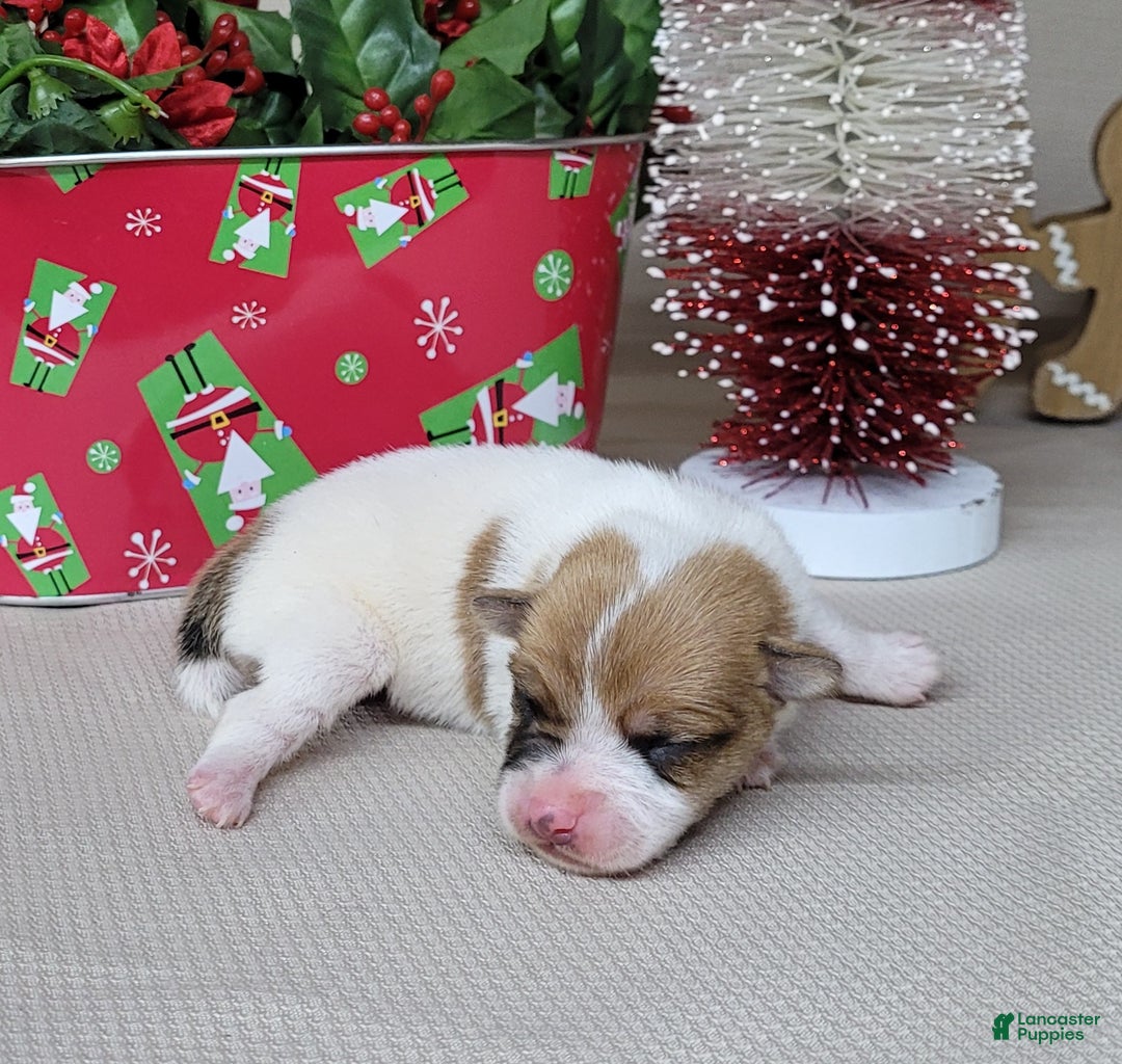 Jack Russell Terrier dogs for sale: Westfork's THORN - Ad 5