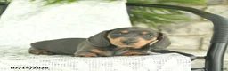 Miniature Dachshund dogs for sale: Gem  - Ad 2