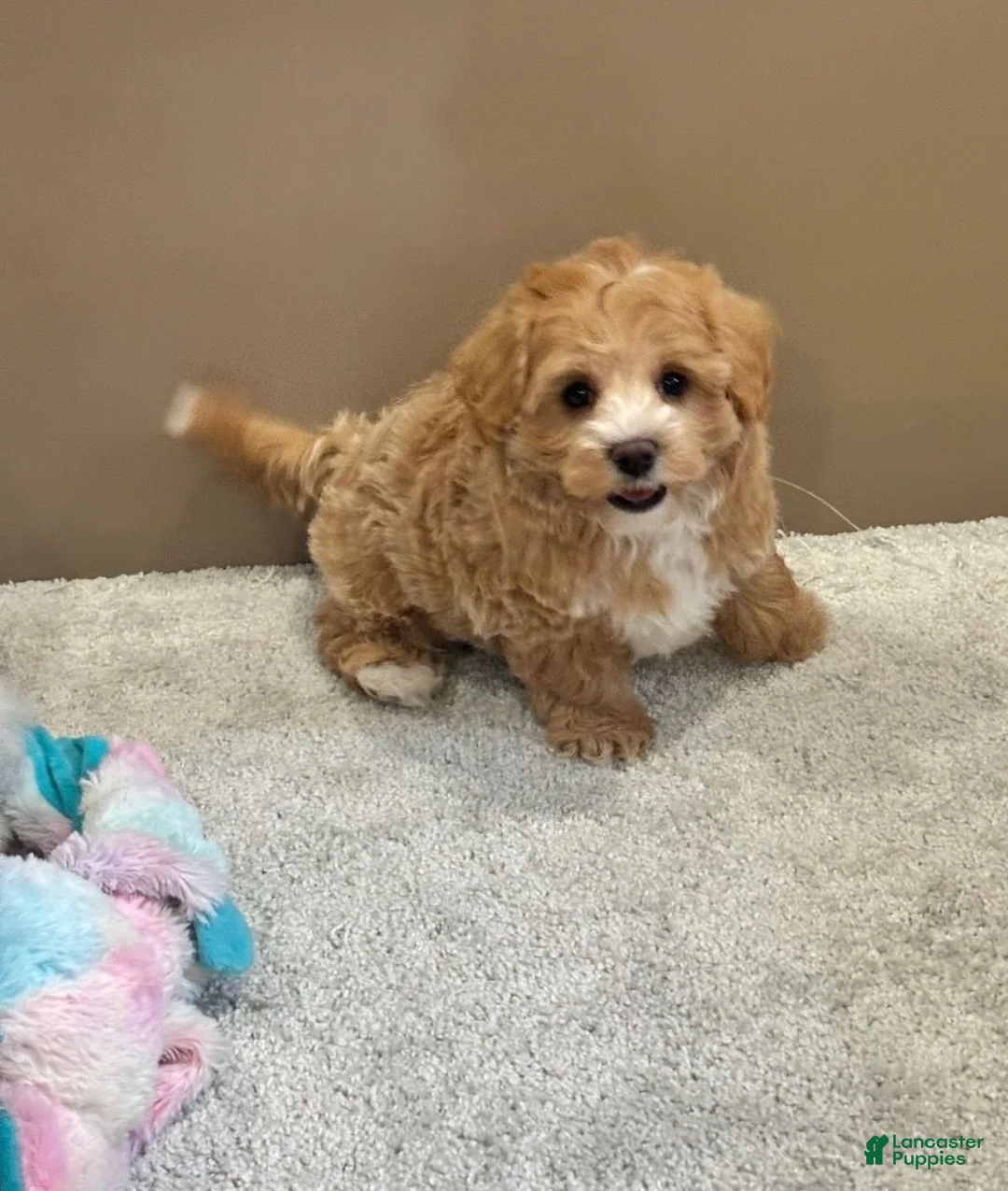 Maltipoo dogs for sale: Buttercup - Ad 6