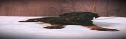 Doberman Pinscher dogs for sale: Knox - Ad 4