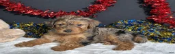 Yorkiepoo dogs for sale: Rocky - Ad 6