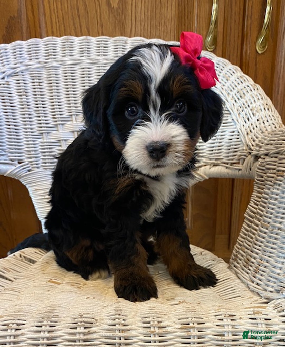 Mini Bernedoodle dogs for sale: Sugar - Ad 1