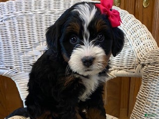 Mini Bernedoodle dogs Sugar - Ad 31