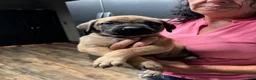 English Mastiff dogs for sale: English Mastiff 3 - Ad 7