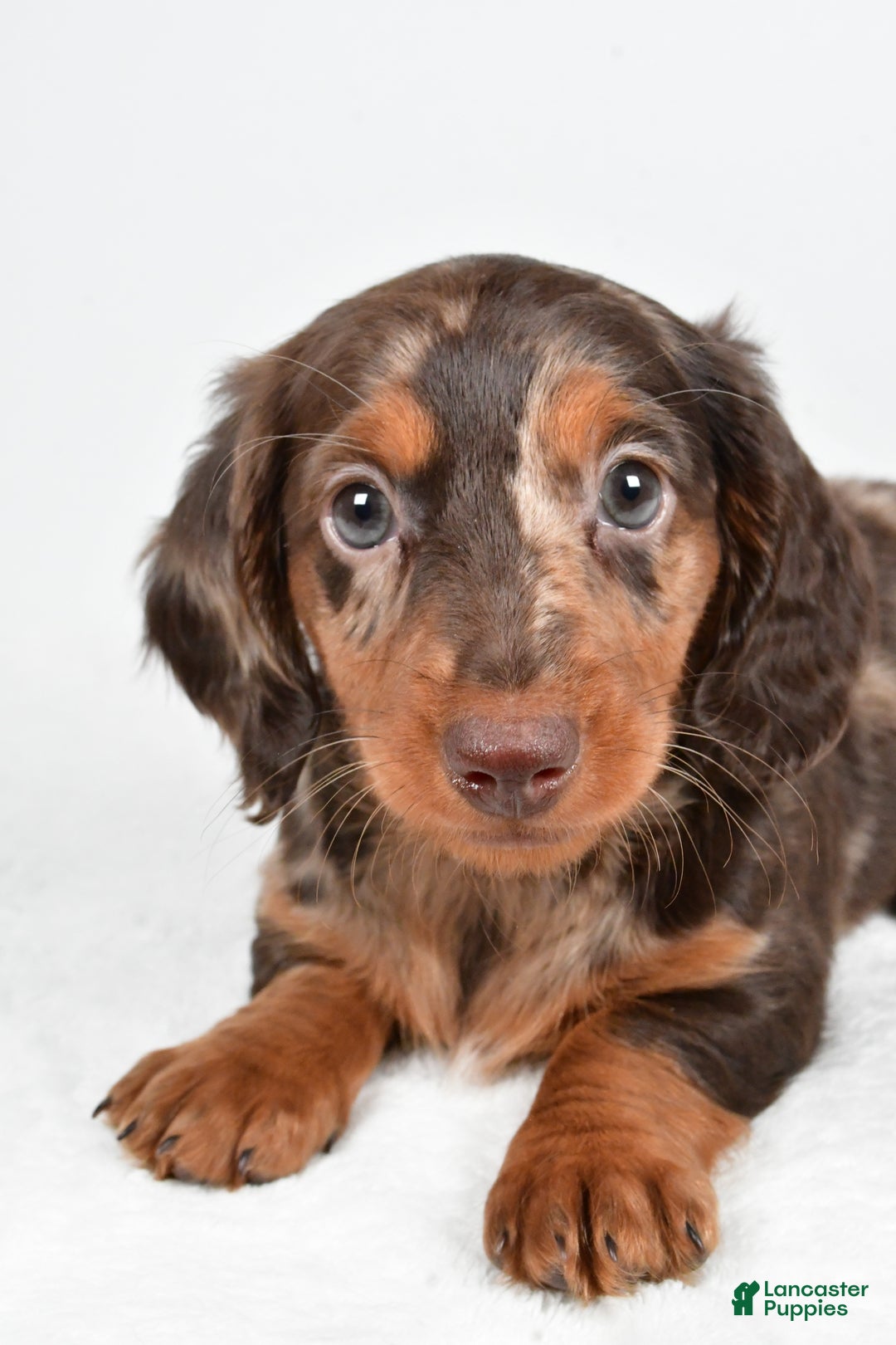 Miniature Dachshund dogs for sale: Angel - Ad 5