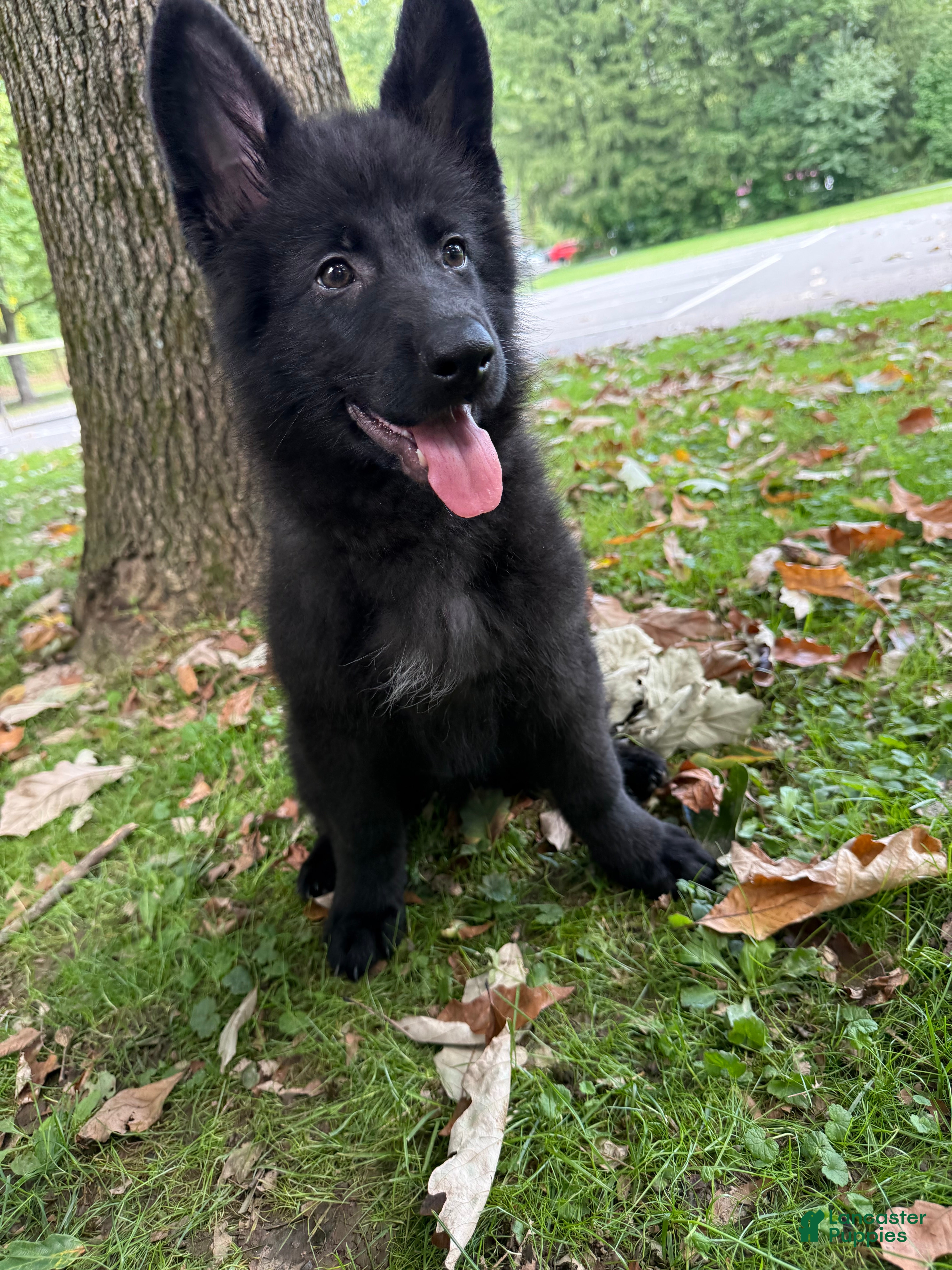 German Shepherd dogs Bruno - Ad 1