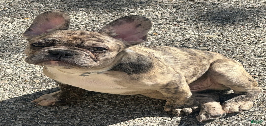 Gallery Image {{count}}