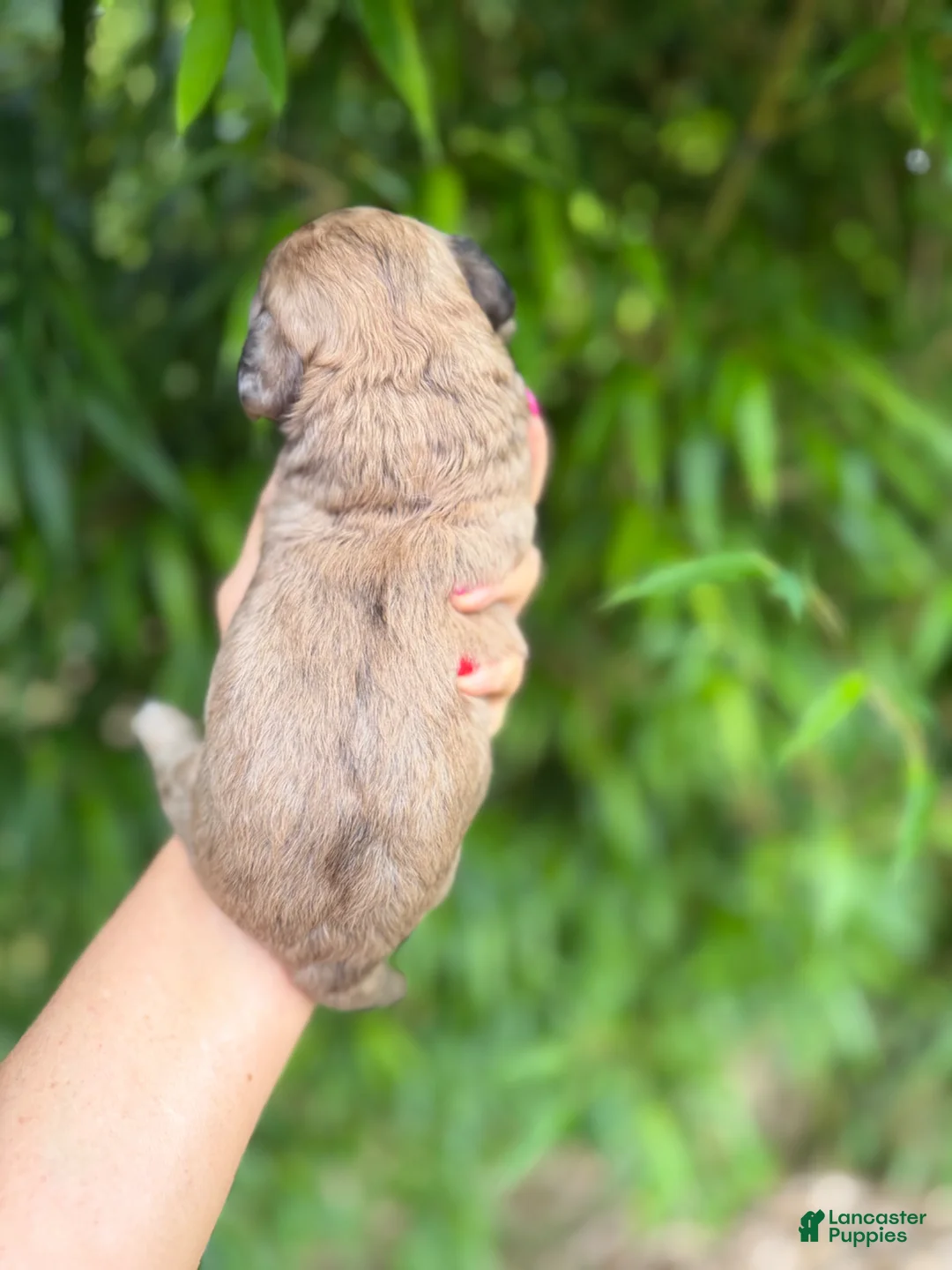 Cockapoo dogs for sale: Cockapoo Puppy 2 - Ad 2