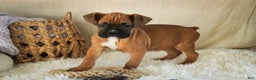Boxer dogs for sale: Stella - Ad 7