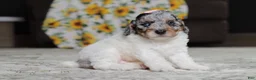 Miniature Poodle dogs for sale: Mabel - Ad 4