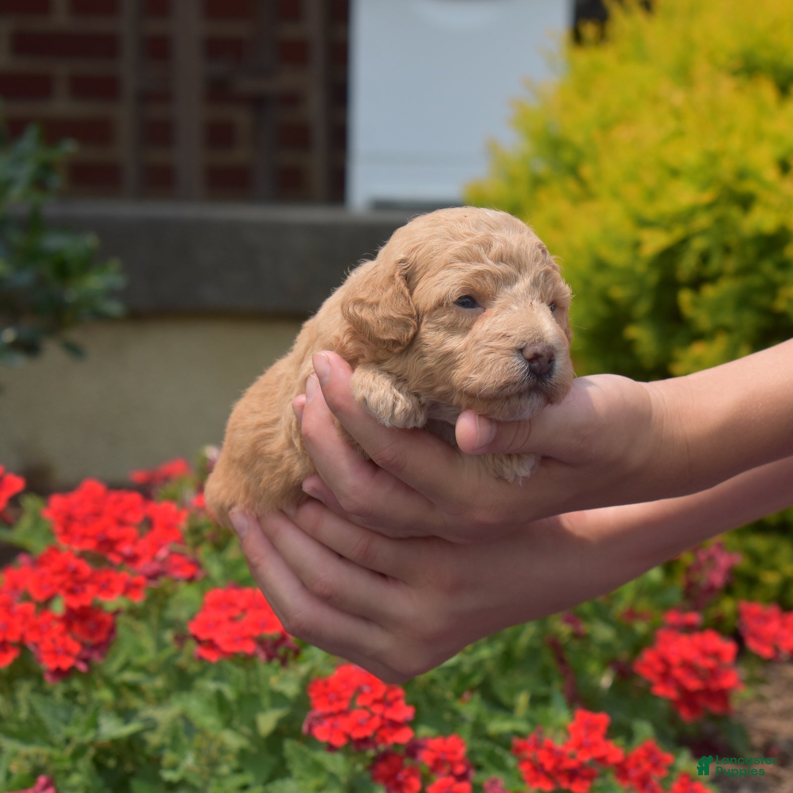 Bichpoo dogs Rookie - Ad 2