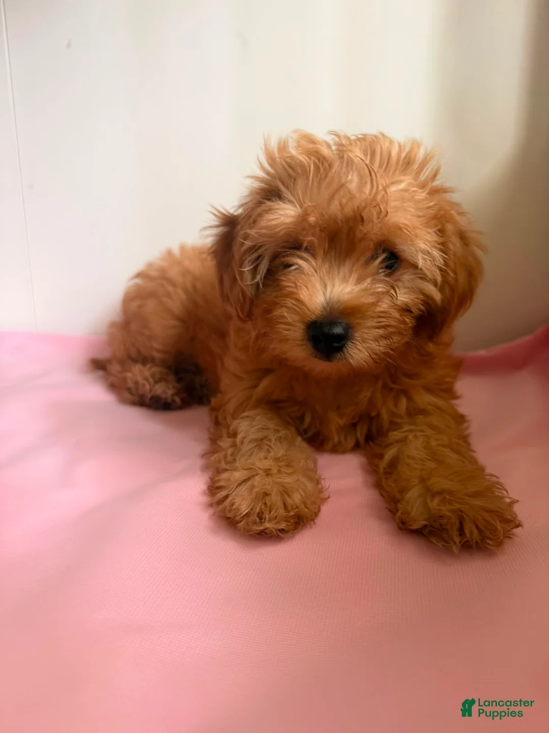 Yorkiepoo dogs for sale: Nami - Ad 1