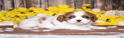 Cavalier King Charles Spaniel dogs for sale: Gabby - Ad 3