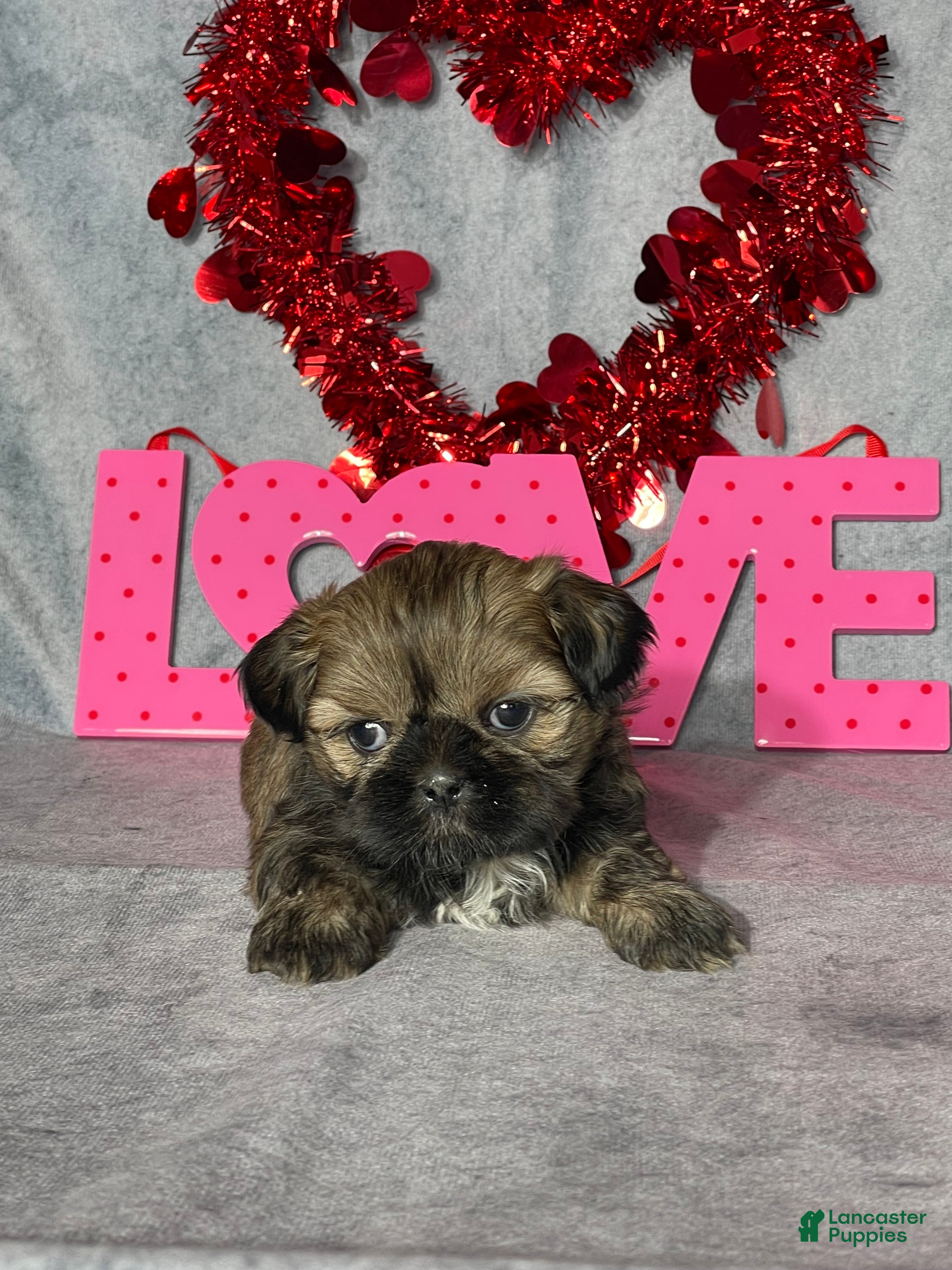 Shih Tzu dogs for sale: Theo - Ad 2