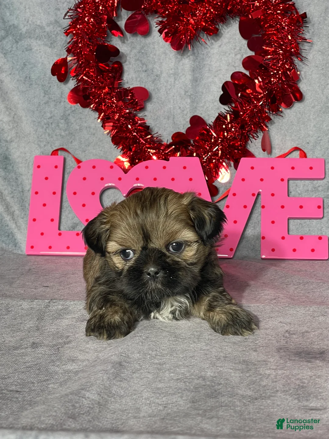 Shih Tzu dogs for sale: Theo - Ad 1