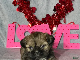 Shih Tzu dogs for sale: Theo - Ad 2