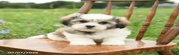 Malshi dogs for sale: Derek - Ad 7