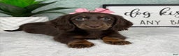Miniature Dachshund dogs for sale: Daisy  - Ad 2